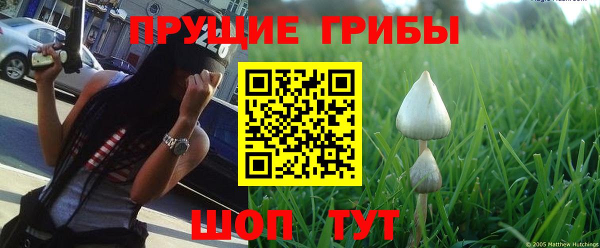 Псилоцибиновые грибы GOLDEN TEACHER Кирово-Чепецк